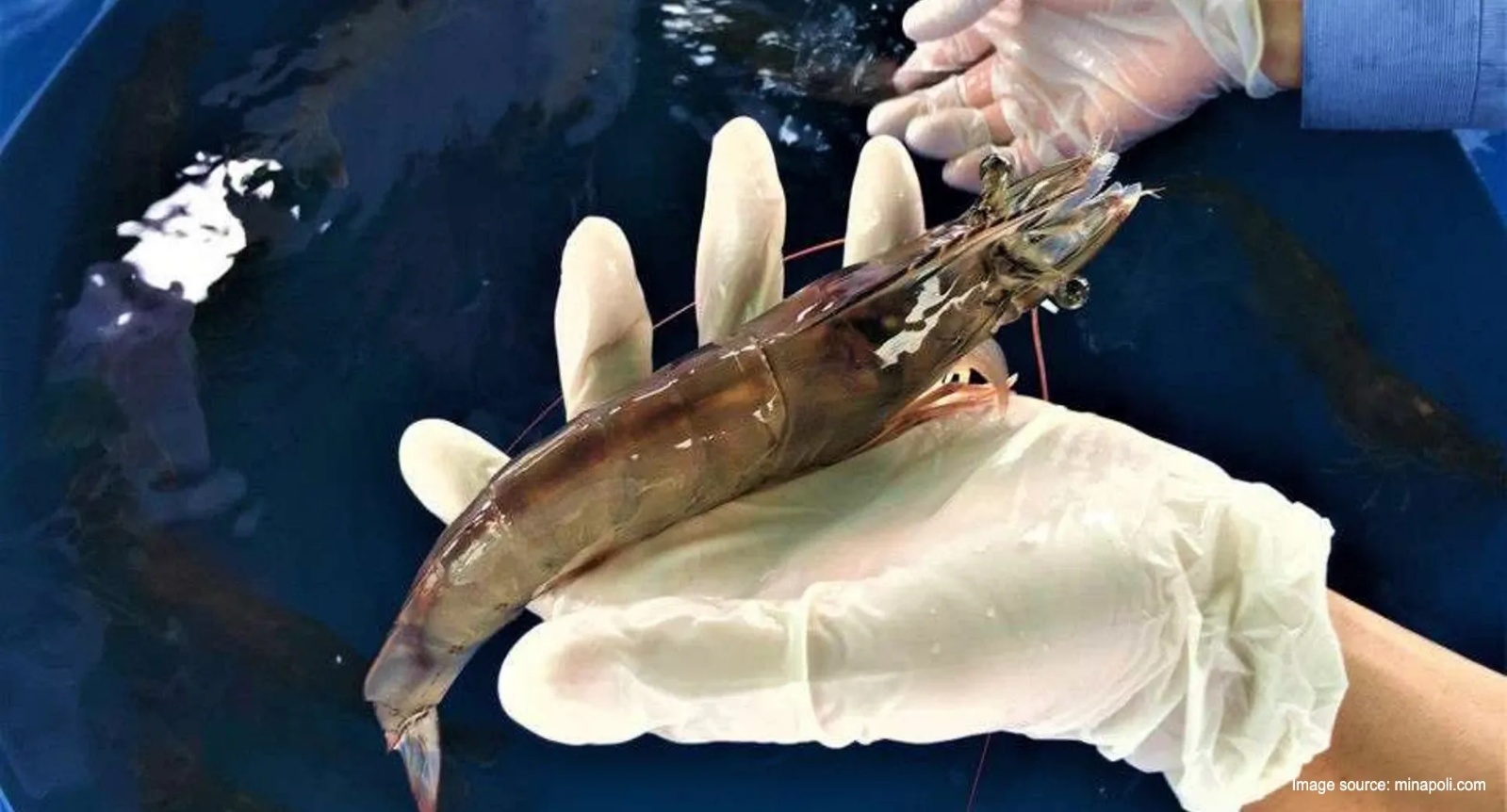 Hatchery Management Operations