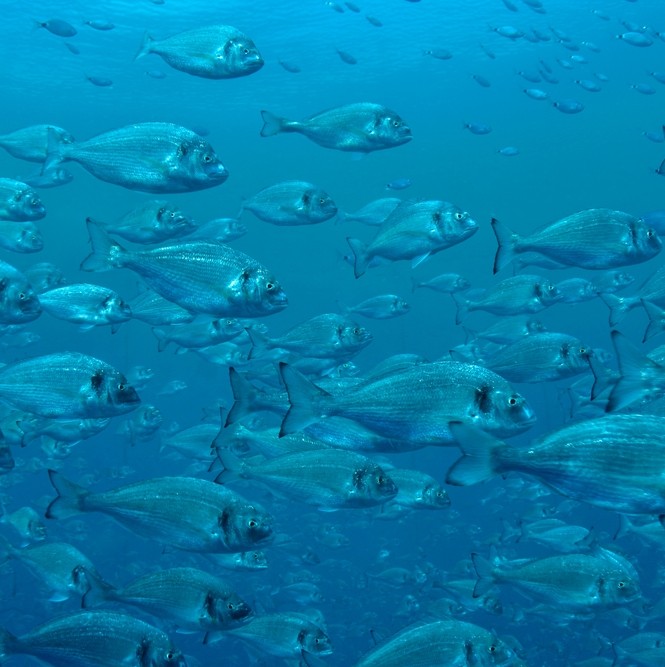 BKM Global Aquaculture Operations