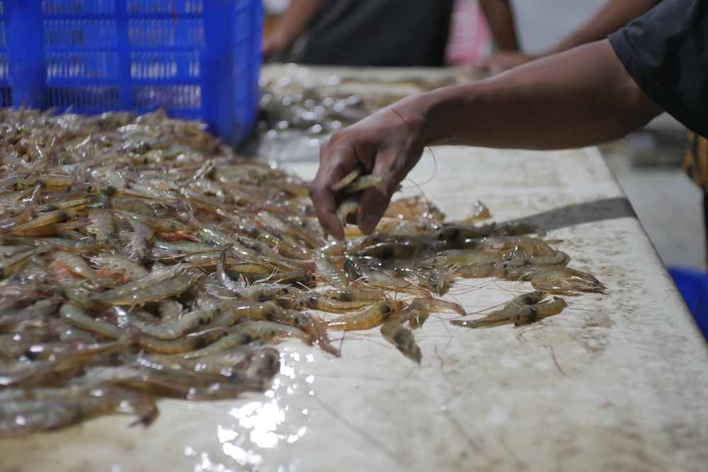 Technical Excellence in Aquaculture