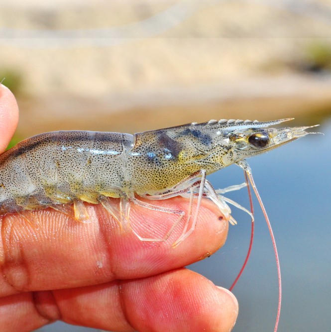 Aquaculture Facility